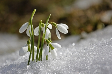 Imbolc-01